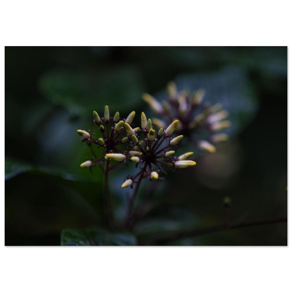 In der Stille des Daintree - Knospen Wildkraut Deutschland | Fine Art Poster