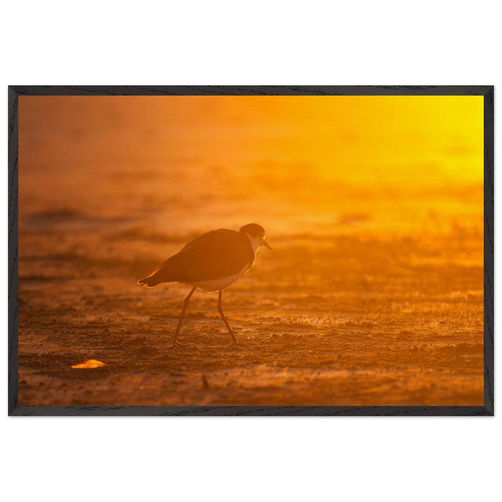 Maskenkibitz - Maskenkibitz Sonnenuntergang Queensland | Premium Holzrahmen P...