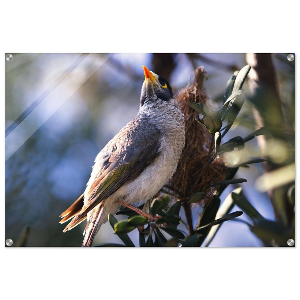 Manorina Melanocephala- Premium Acryl Print