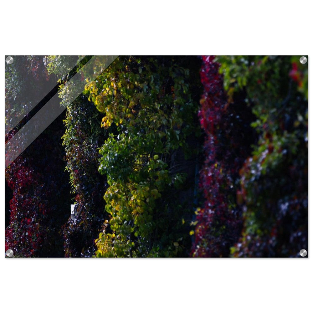 Scheitniger Park - Efeu Fassade Polen | Premium Acryl Print