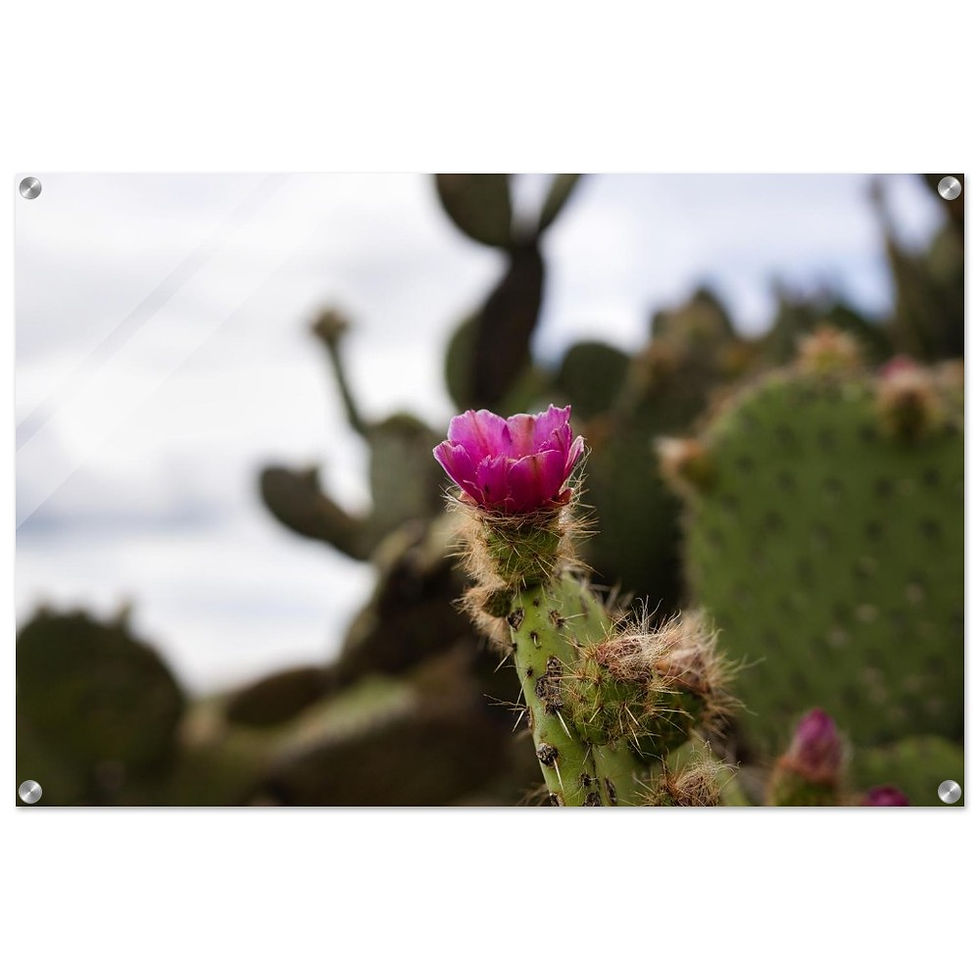 Kaktusblüte - Premium Acryl Print