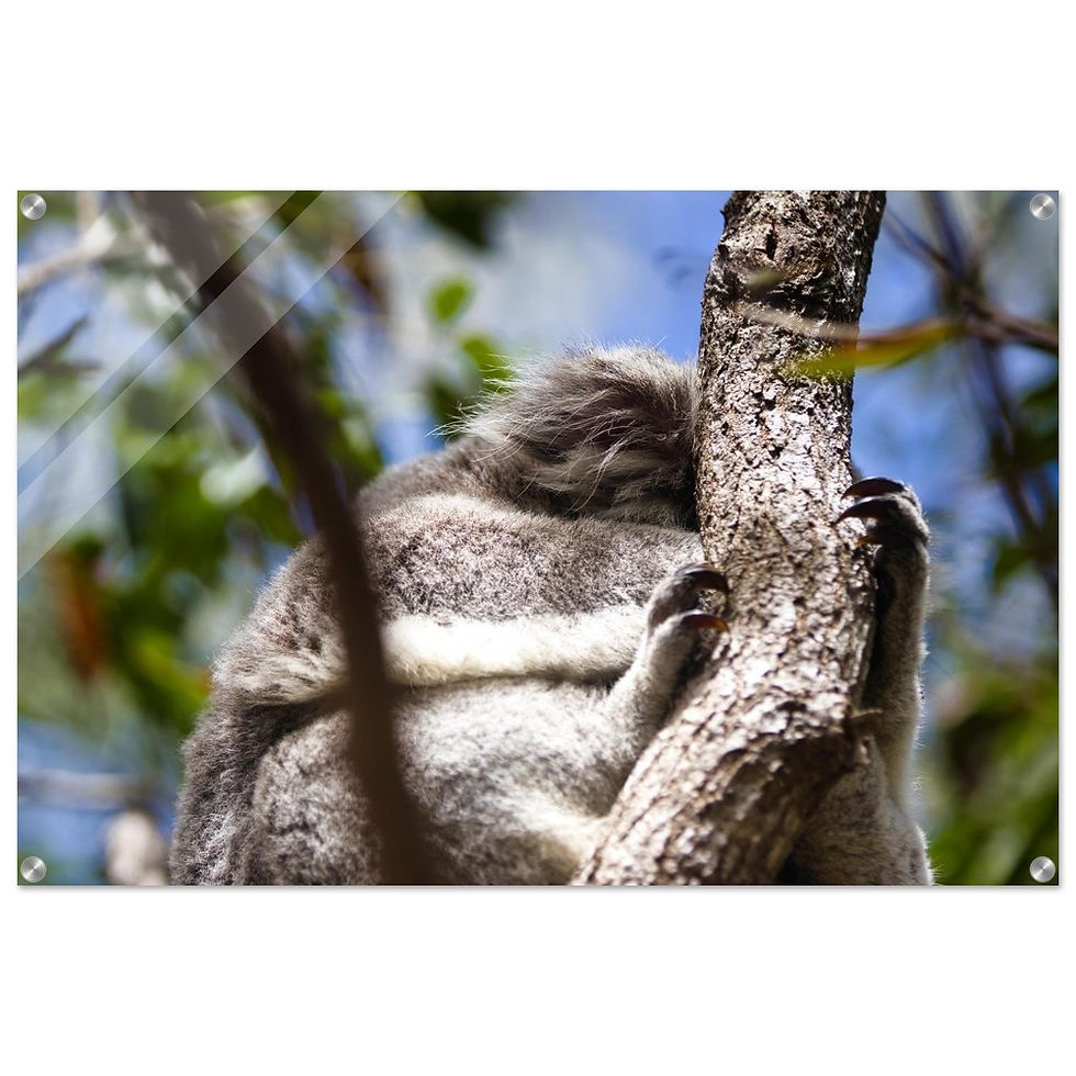 Koala Dreams - Premium Acryl Print