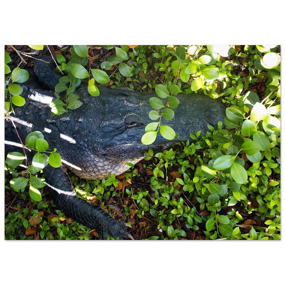 Croc - Fine Art Poster