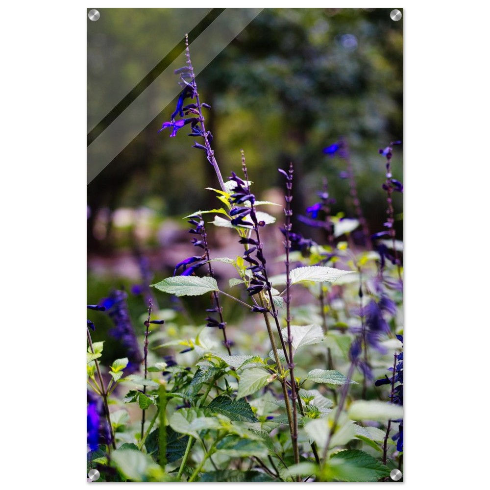 Mexikanischer Salbei - Lila Blüten Garten Mexiko | Premium Acryl Print