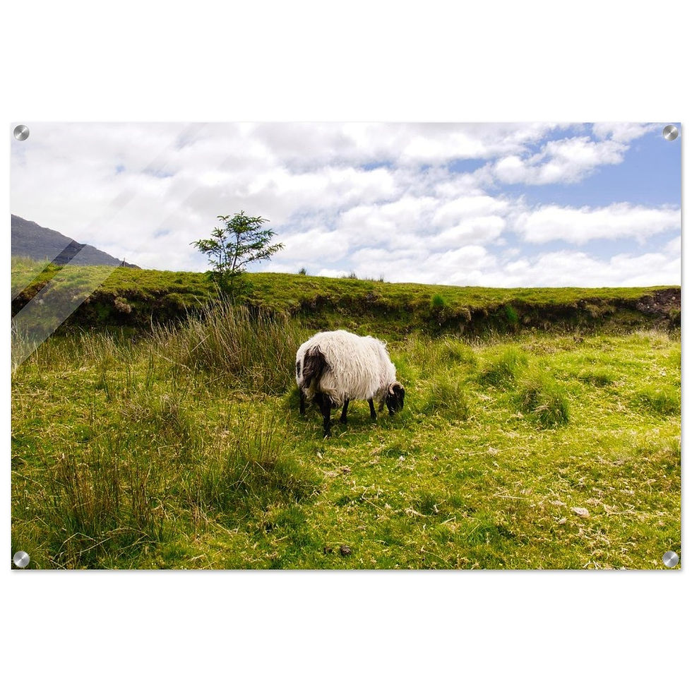 Irische Hügelweiden - Premium Acryl Print