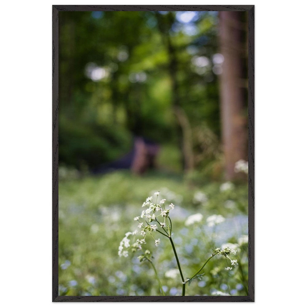 Schleierkraut - Weiße Wildblumen Garten Deutschland | Premium Holzrahmen Poster