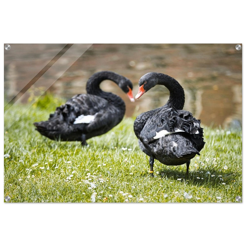 Trauerschwan - Premium Acryl Print