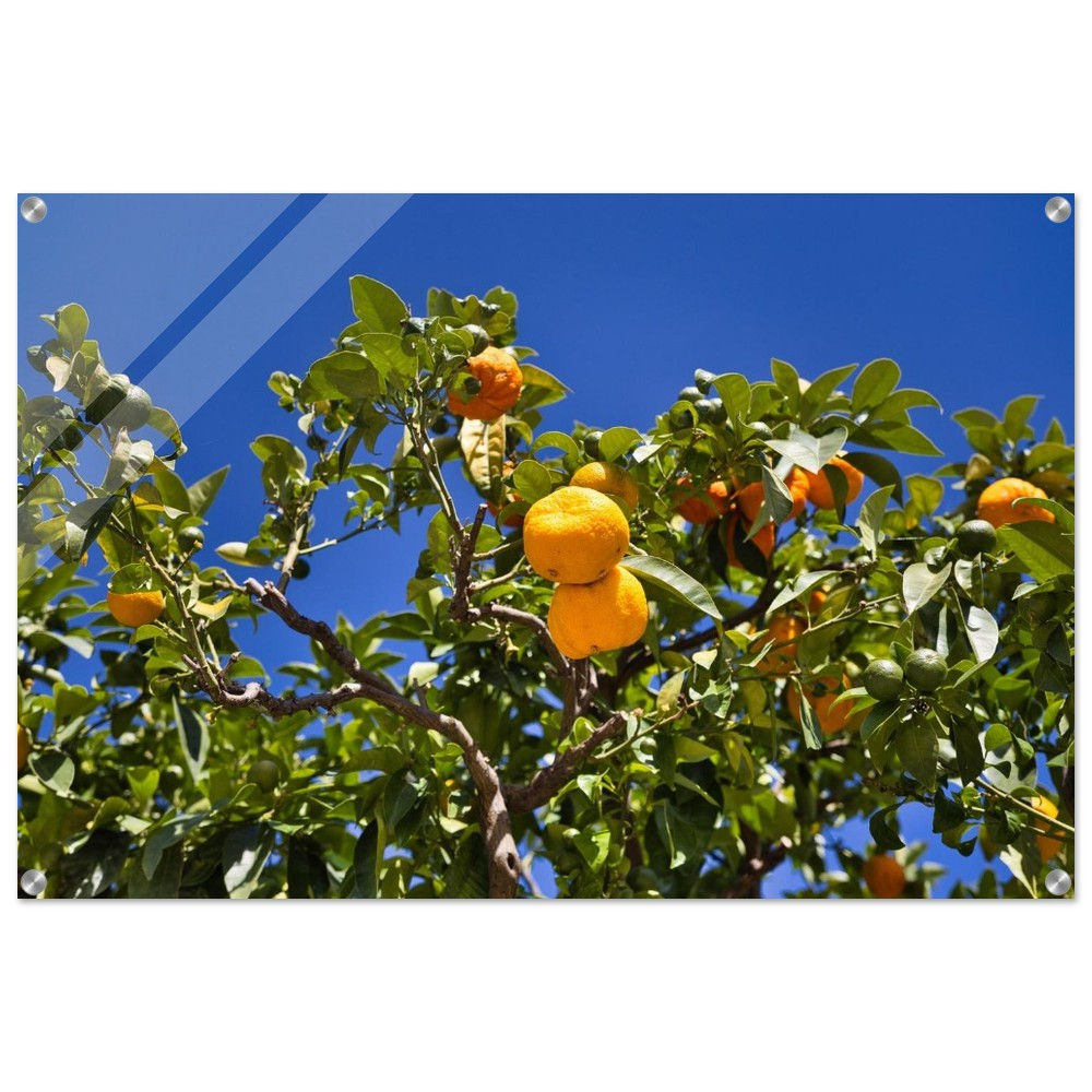 Citrus clementina - Orangenbaum Frankreich | Premium Acryl Print