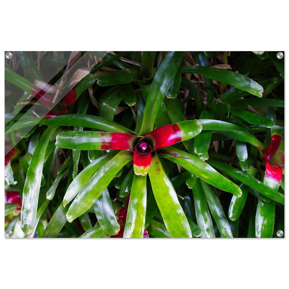 Neoregelia - Premium Acryl Print