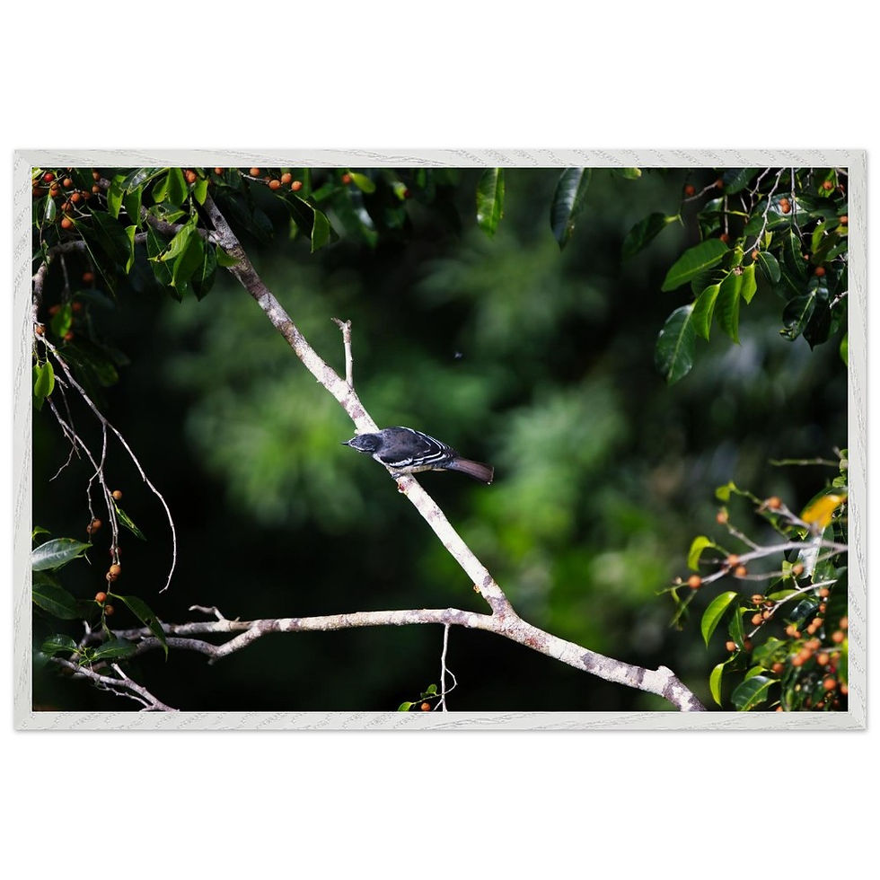 Miniaturbild: Stimmen des Waldes - Schwarzer Vogel Queensland Ast | Premium Holzrahmen Poster
