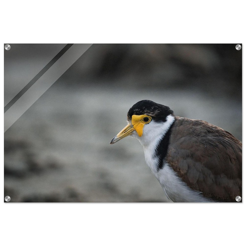 Curiosity - Premium Acryl Print