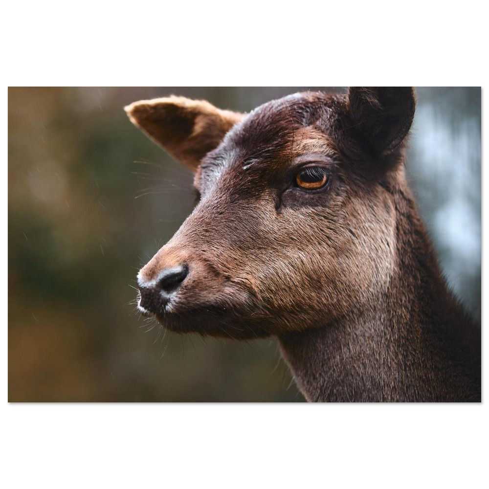 Kalter Blick - Rotwild Reh Harz | Fine Art Poster