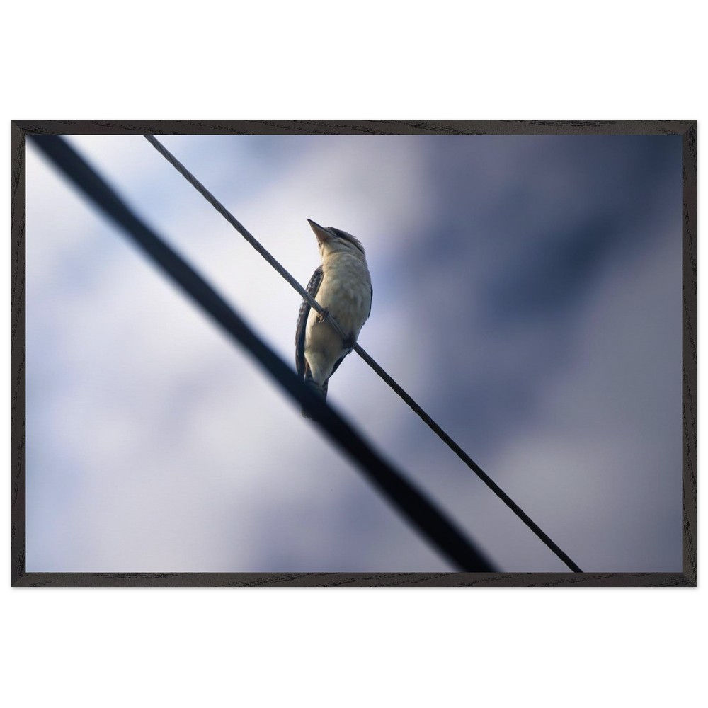 Kookaburra - Kookaburra Queensland Australien | Premium Holzrahmen Poster