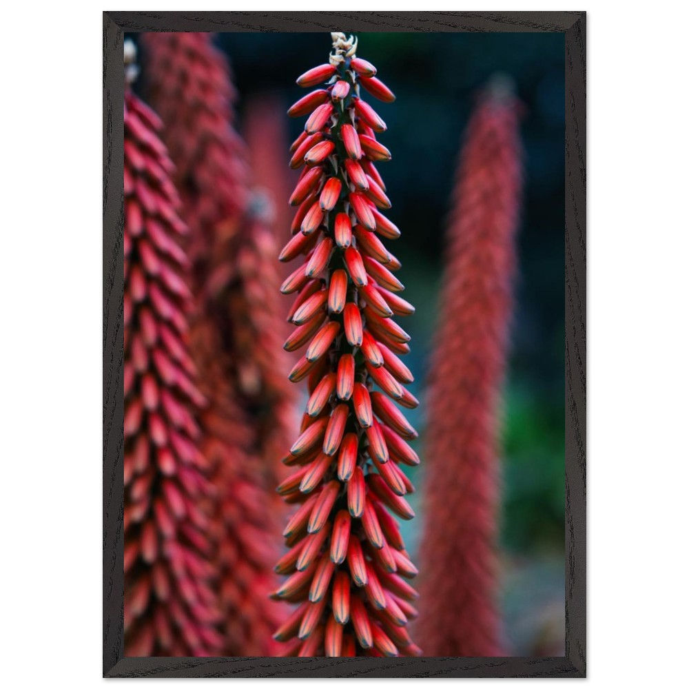 Asphodeloideae - Rote Fackellilie Blüte Fotografie | Premium Holzrahmen Poster