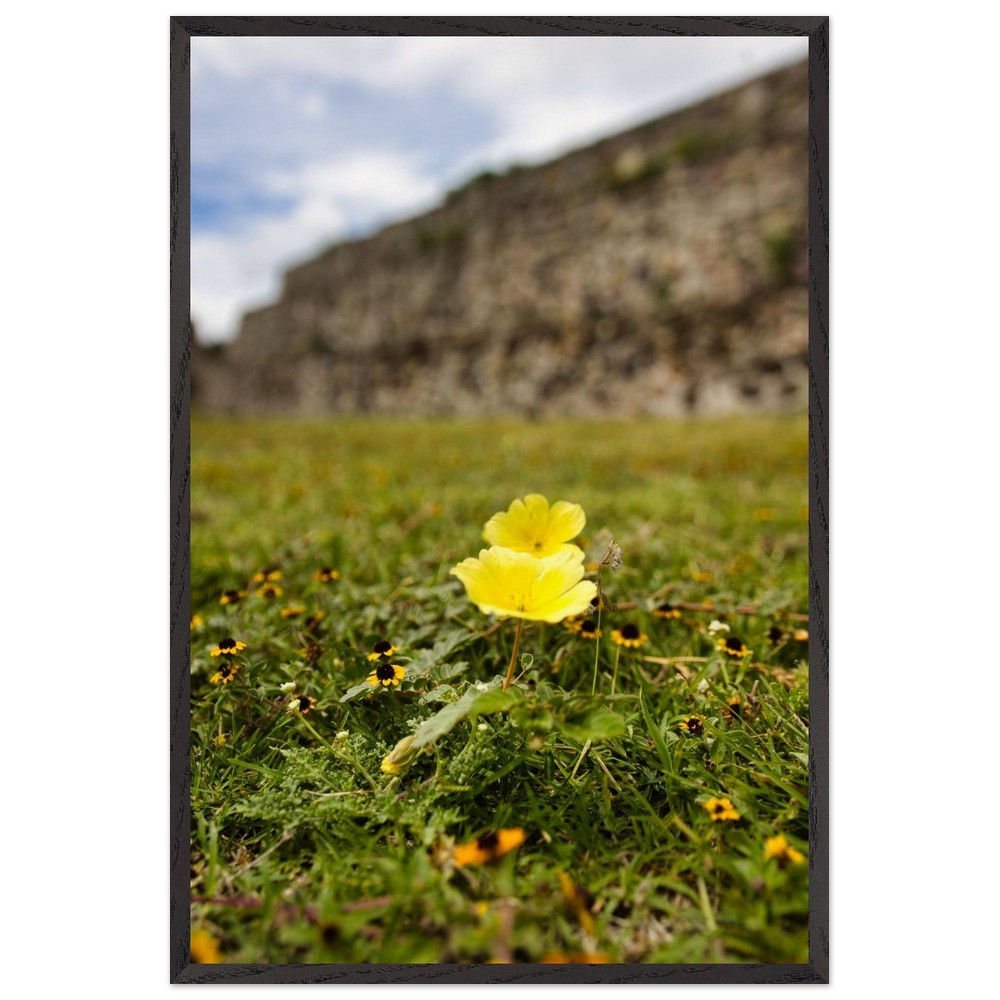 Zygophyllaceae - Zygophyllaceae Wise Wanddeko | Premium Holzrahmen Poster