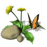 butterflyanimation-16.gif