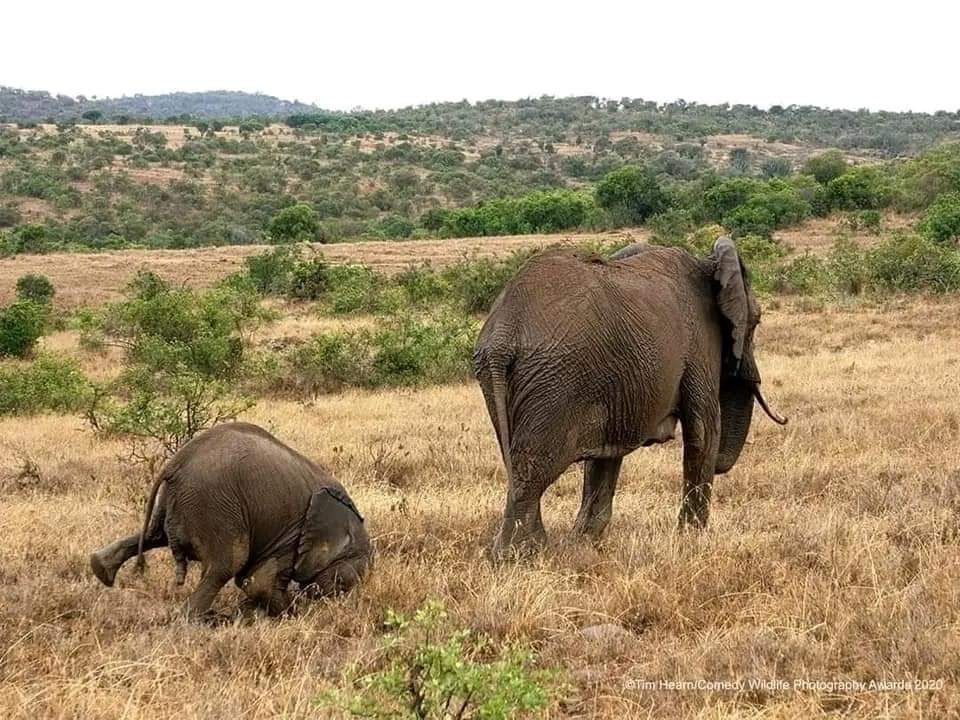 Thumbnail: Pictures of wild animals in the natural habitat ✨️ 