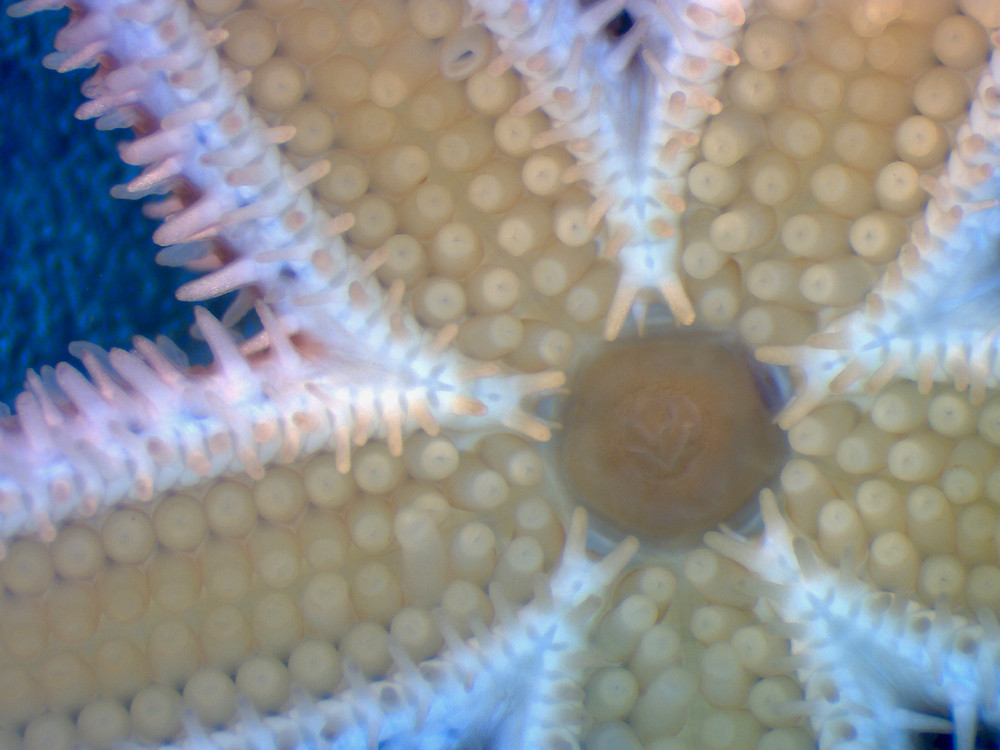 Asterias rubens