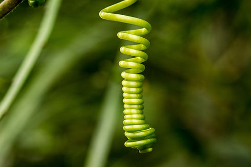 Tendril of Passiflora caerulea in close up.jpg