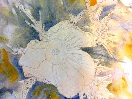 Mexican Poppy - First Wash
