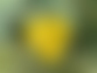Inspiration, Mexican poppy