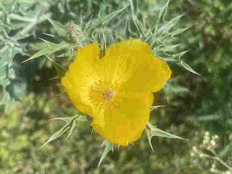 Inspiration, Mexican poppy
