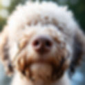 lagotto nose.jpg