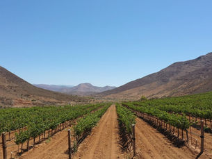 Vista de Viñedo