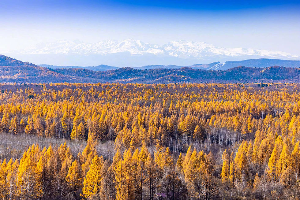 Jilin Changbai Mountain Autumn Travel: A Fiery Tapestry of Nature and Culture