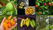 A Harvest of Grace