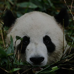 Chengdu & Chongqing