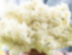 Creamy white double blooms of small daffodils