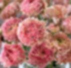 Romantic Ruffly Deep Pink Ranunculus
