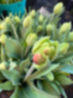 Green tulip buds with one showing hints of red, surrounded by lush leaves. Set in a garden with a blue pot in the background.