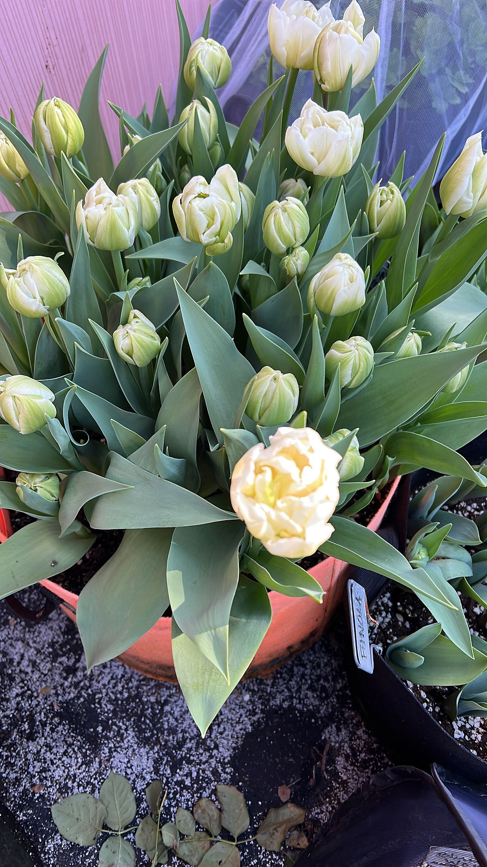 Yellow and cream tulips in a terracotta pot with lush green leaves. Pink background adds contrast. Brown leaves scattered below.