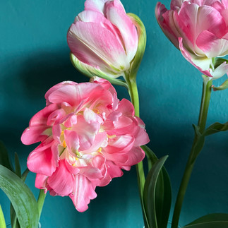 Charming Beauty Tulip