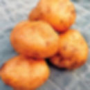Golden potato, stack of four on a grey towel