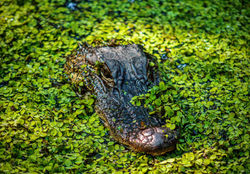 Gator