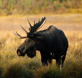 Wild Bull Moose in autumn, Spray Valley