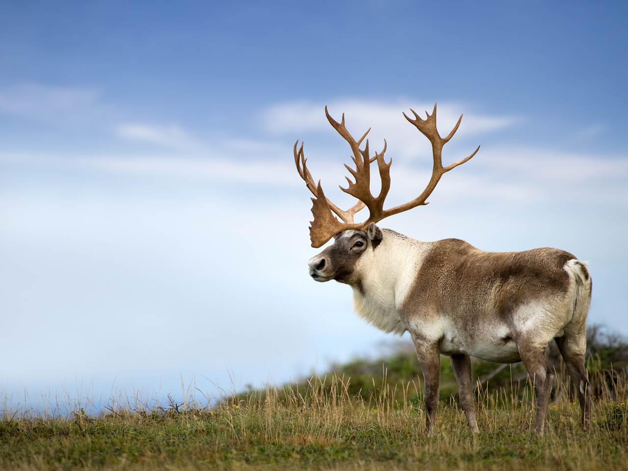 Forfaits de chasse au gros gibier à l'ours noir — Sou'wester Outfitting – Sou'wester Outfitting