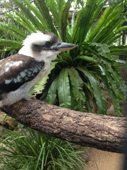 Un Tour en Australie