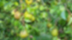 Goutez aux poires 100% bio !