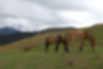 Ponies near Camp
