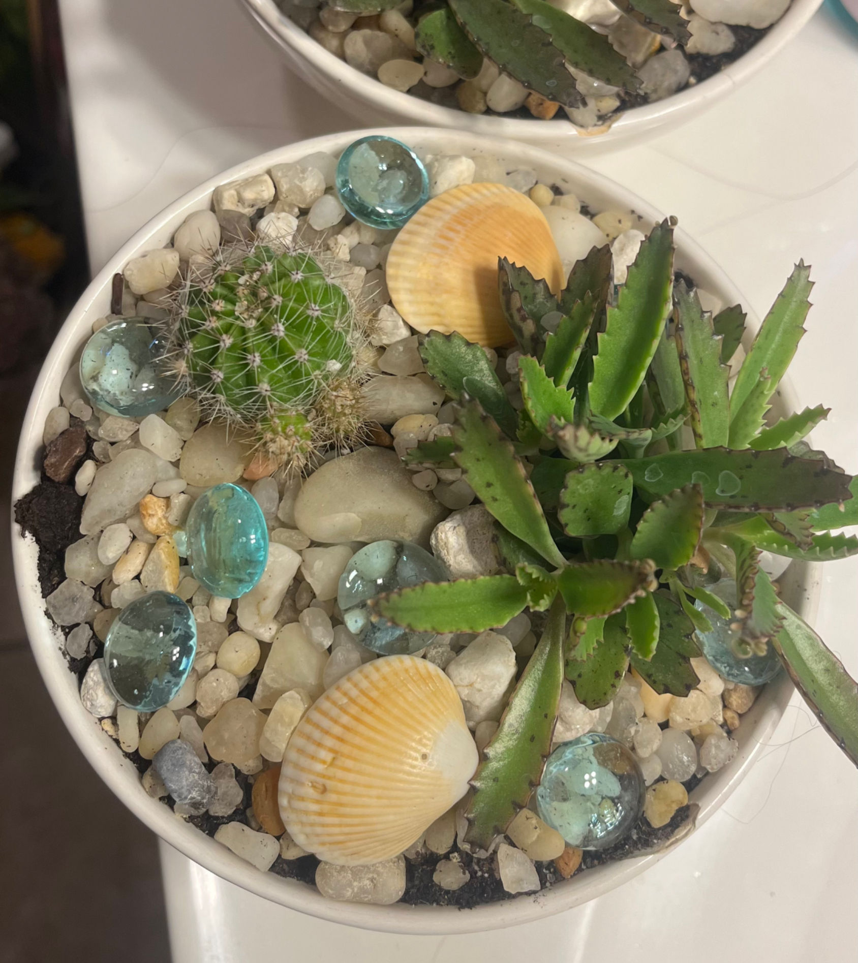 Succulent Bowl