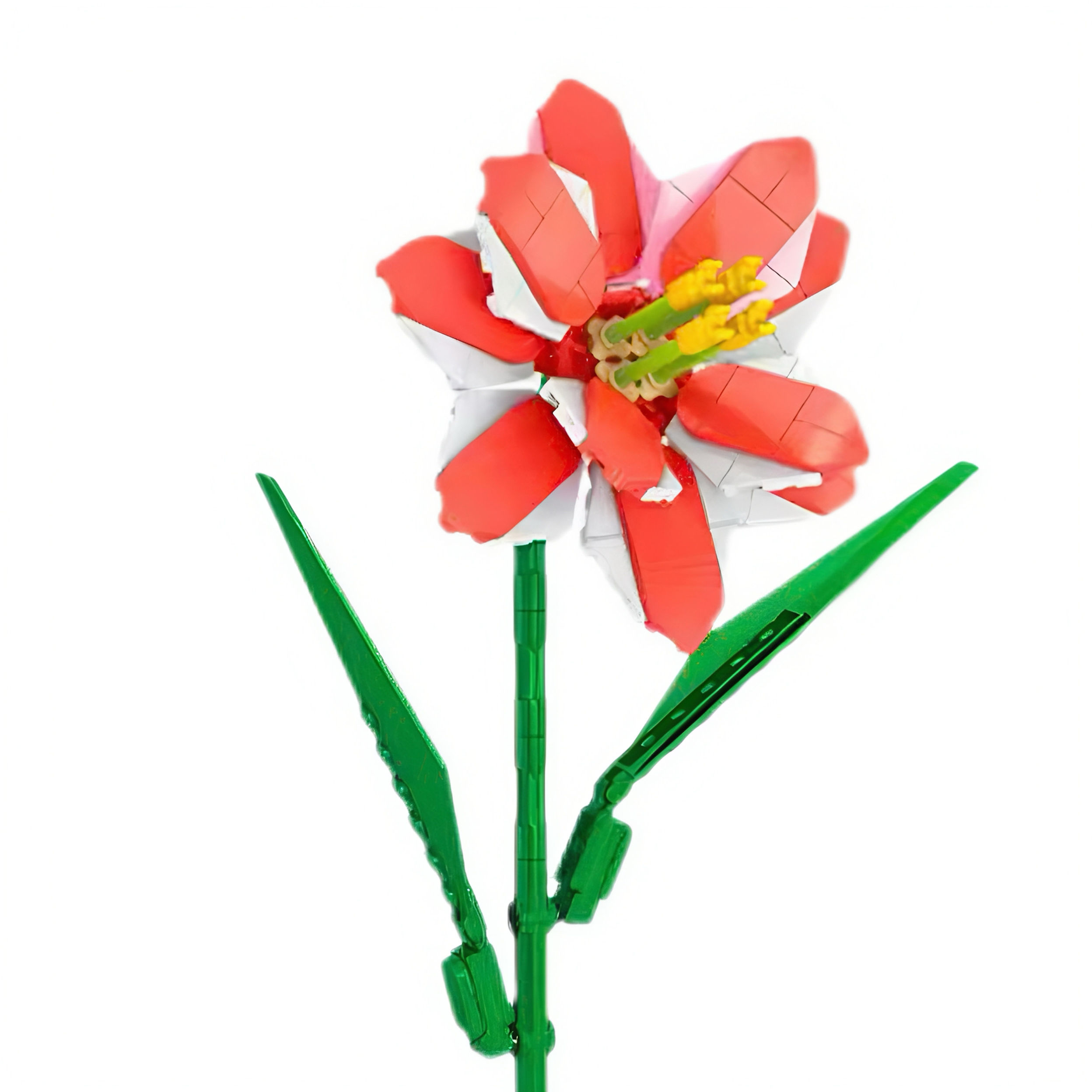 The Striped Barbados