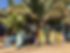 surfboards under a palm tree