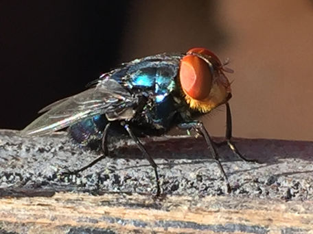 AGRAGENE SELECTED FOR USDA GRAND CHALLENGE AND FFAR GRANTS TO COMBAT NEW WORLD SCREWWORM