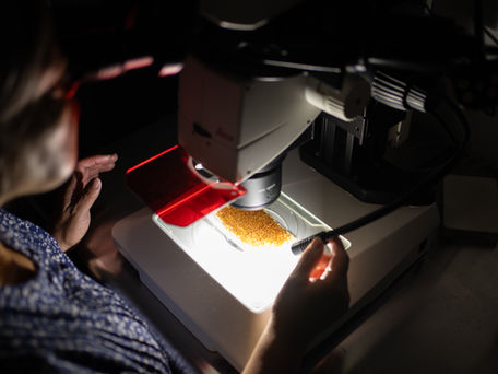 Lupe looking at KNOCKOUT-SWD parents under the microscope.