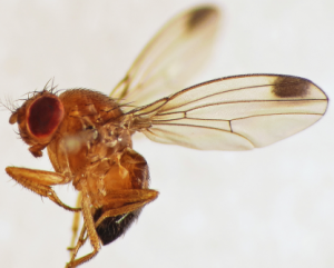 The Spotted Wing Drosophila causes millions in damage to fruit harvests each year
