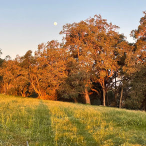 The Basics of a Beehive